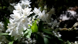 teaching garden – entrance white flower