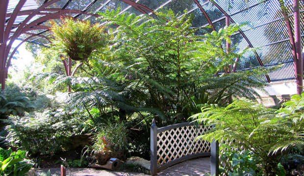 fernery, sydney - Toronto Botanical Garden