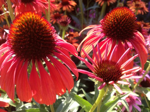 Echinacea 'Firebird' (coneflower) displays scarlet red rays with an orange-brown cone.
