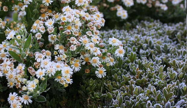 2013 october 29th tbg frost morning 098