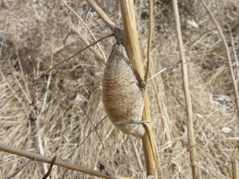 Egg case of praying mantis. 