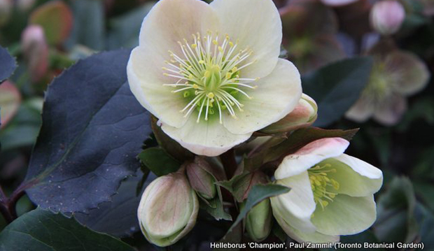 helleborus champion