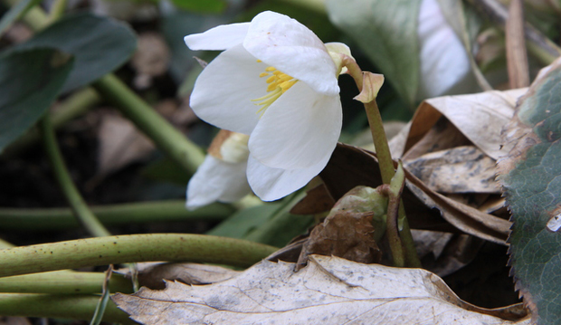 helleborus flowering from under the leaves