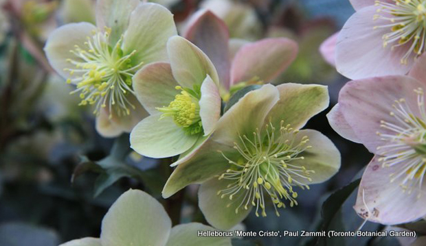 helleborus monte cristo