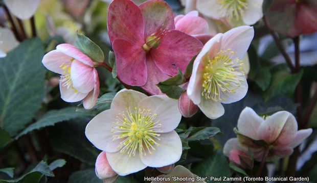 helleborus shooting star