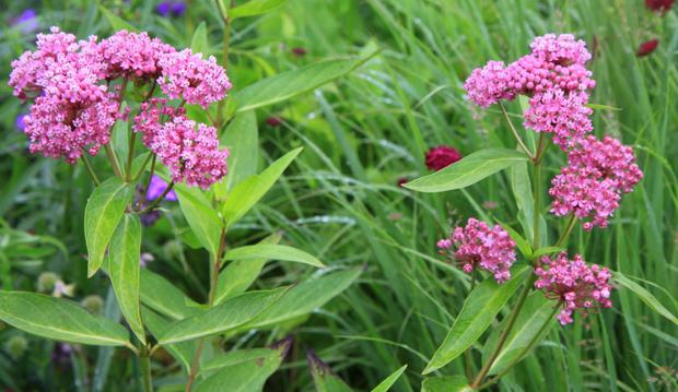 Milkweed_1_620x359