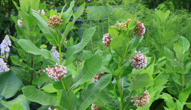 Milkweed_2_620x359