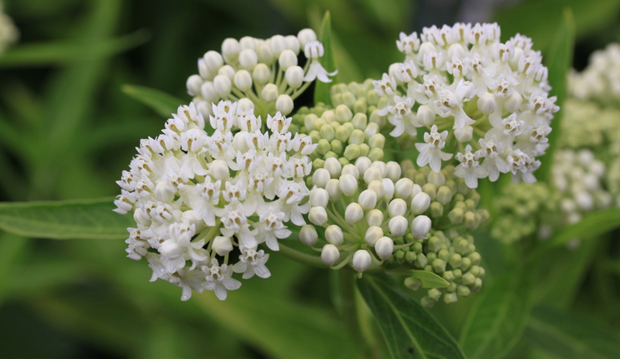 Milkweed_3_620x359