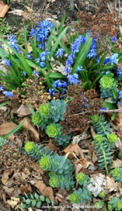 Scilla-&-Euphorbia, spring