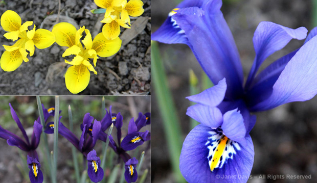 Iris array, spring