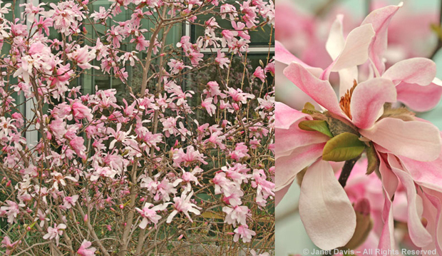 Magnolia ‘Leonard Messel’, spring