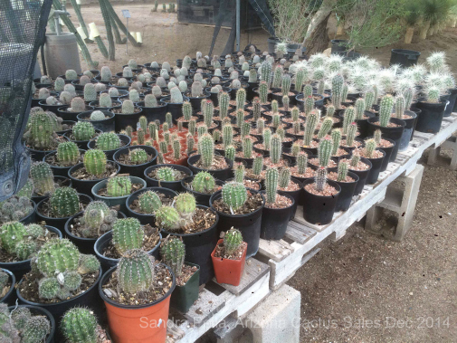 Cactus bench Arizona Cactus Sales - Toronto Botanical Garden