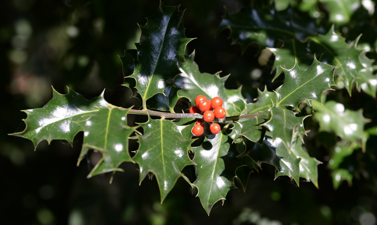 Botanical Nerd Word: Glabrous - Toronto Botanical Garden