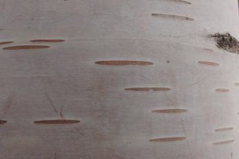 Birch bark showing lenticels