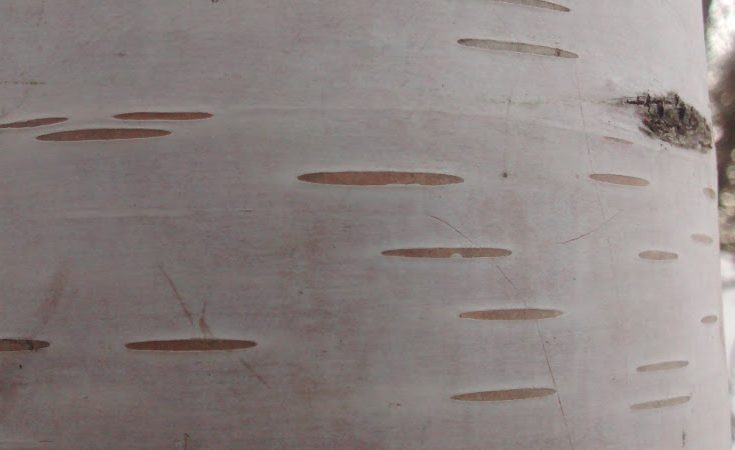 Birch bark showing lenticels