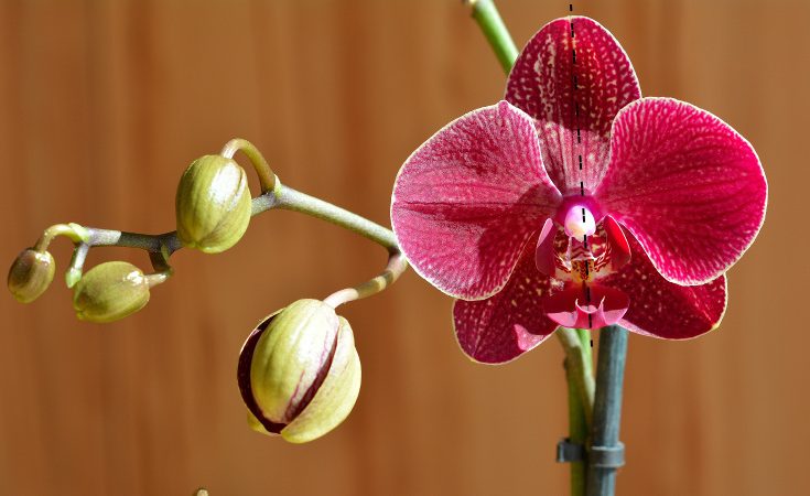 Orchid flower illustrating zygomorphic shape