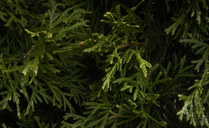 Close up of Thuja (arborvitae) leaves.