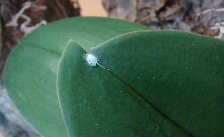 mealy bug on orchid leaf