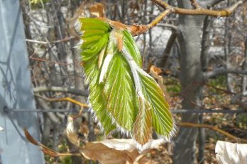 Young beech leaves unfolding from the bud.
