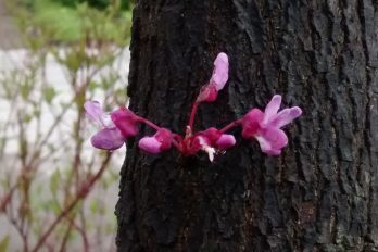 Redbud blooms from the trunk