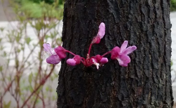 Redbud blooms from the trunk