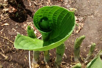hosta leaf unfurling in a spiral