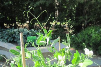 Pea plant showing tendrils
