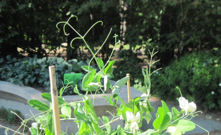 Pea plant showing tendrils