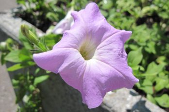 Petunia bloom close-up showing sympetaly