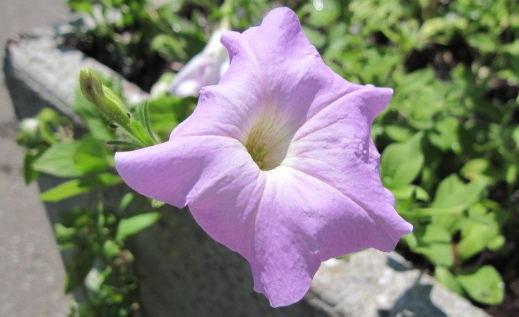 Petunia bloom close-up showing sympetaly
