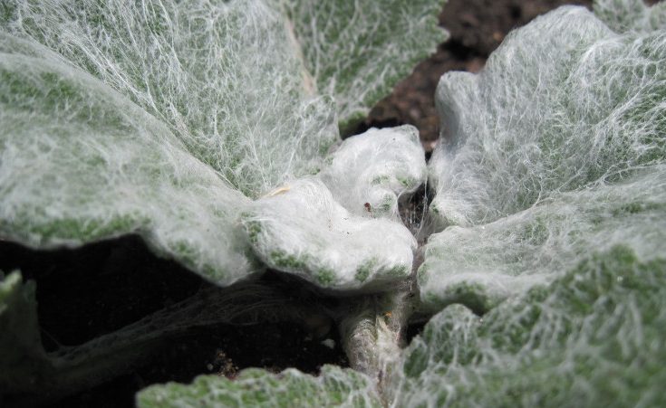 Close up of young Salvia argentea leaves showing lanate hair growth.