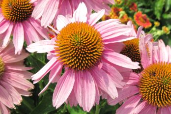 Echinacea bloom showing disc and ray florets.