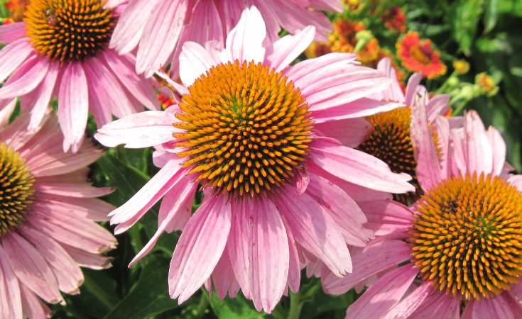 Echinacea bloom showing disc and ray florets.
