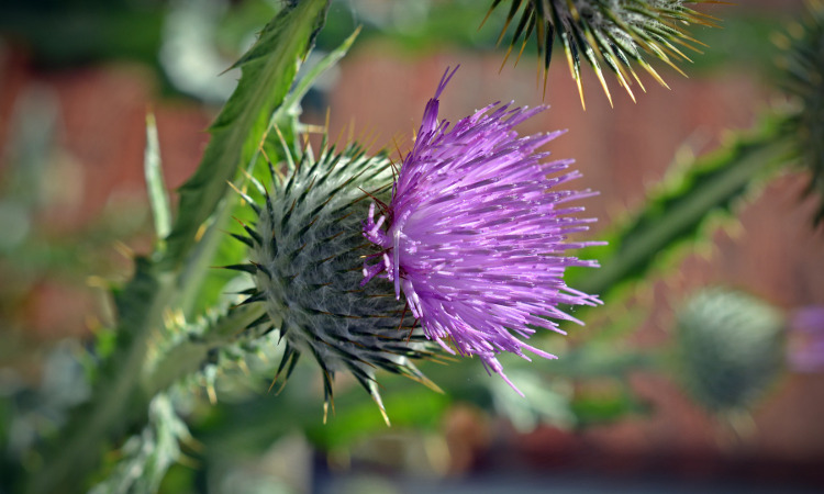 Botanical Nerd Word: Involucre - Toronto Botanical Garden