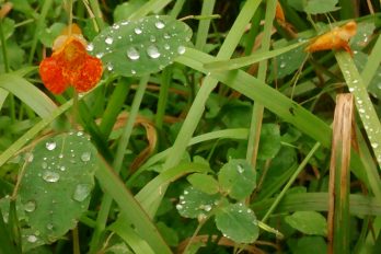 Impatiens capensis, known as jewelweed or touch-me-not, showing water droplets beaded on leaves