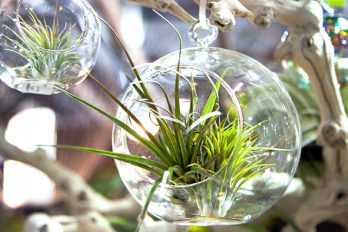 Tillandsia (air plant) growing in a class sphere