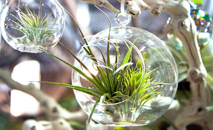 Tillandsia (air plant) growing in a class sphere