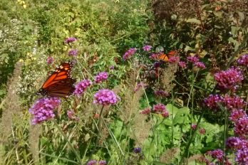 Monarch butterflies feeding on flowers in the Entry Garden Walk at TBG