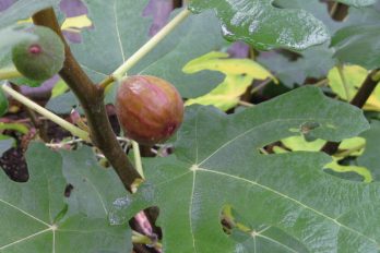 the fruit of the fig tree
