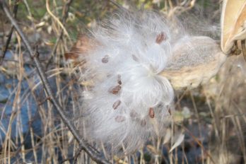 Milkweed pod releasing seeds with comas