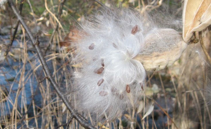Milkweed pod releasing seeds with comas