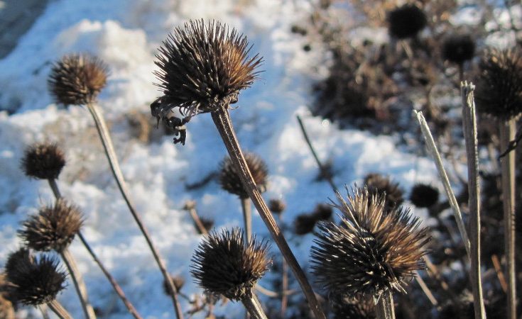 Seed heads in winter