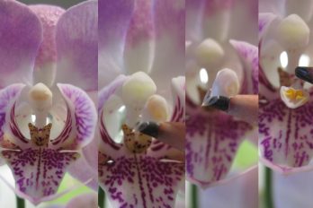 Series of images showing the removal of an orchid's pollinia