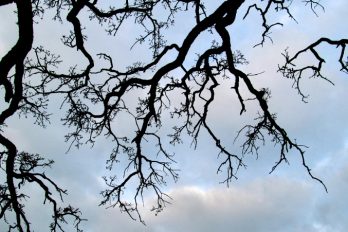 bare tree branches against sky