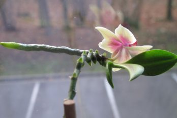 Orchid flower stem showing a keiki formed at one of the nodes