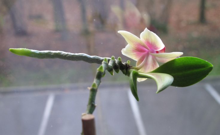 Orchid flower stem showing a keiki formed at one of the nodes