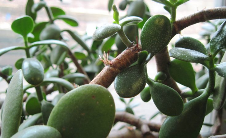 Adventitious roots growing on a jade plant's stem