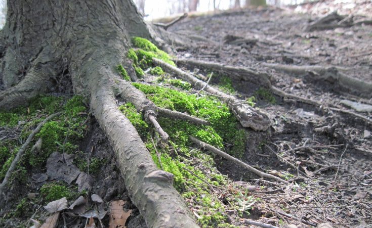 Moss growing around tree roots in a forest