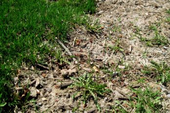 Disturbed soil showing quick colonisation by dandelions