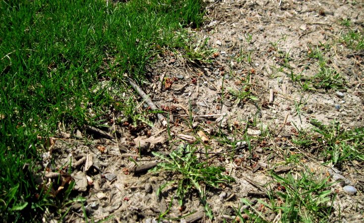Disturbed soil showing quick colonisation by dandelions